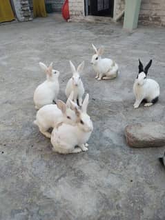 pure white,red eyes, black and white ,white and brown rabbits