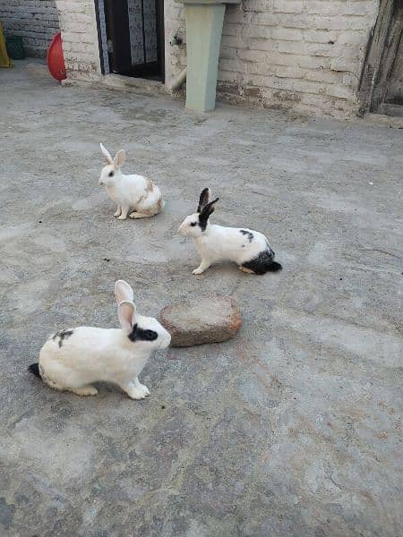 pure white,red eyes, black and white ,white and brown rabbits 1