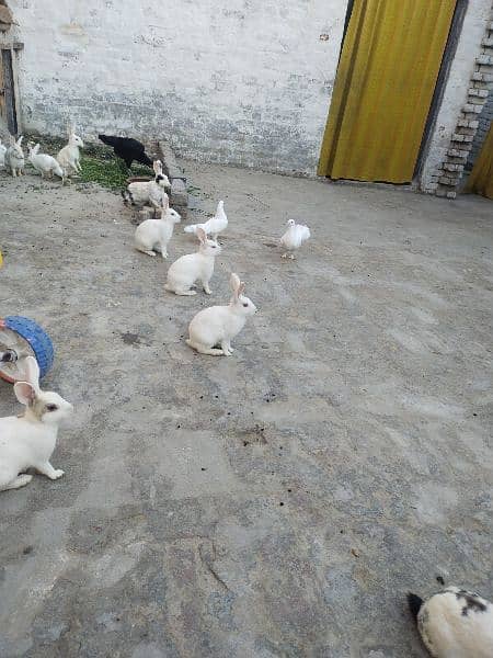 pure white,red eyes, black and white ,white and brown rabbits 3