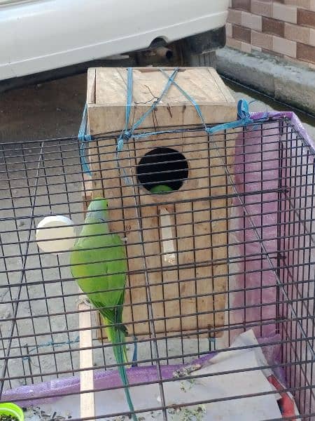 Green neck parrot full breading pair 3 year age 15000 1