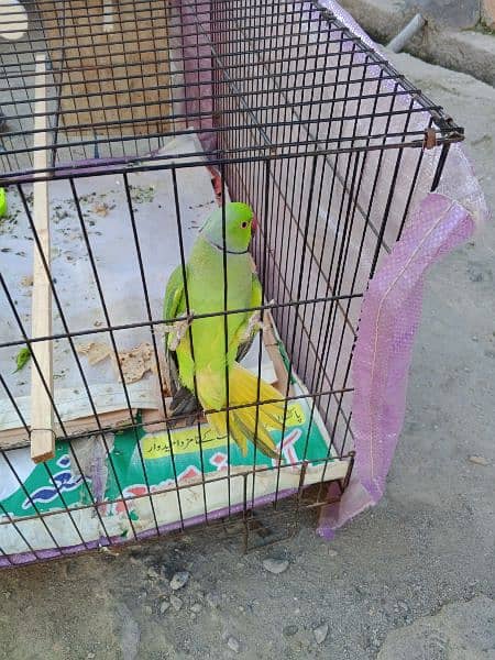 Green neck parrot full breading pair 3 year age 15000 2