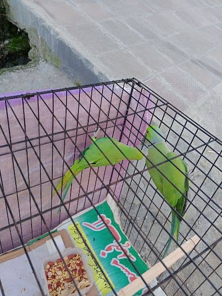 Green neck parrot full breading pair 3 year age 15000 3