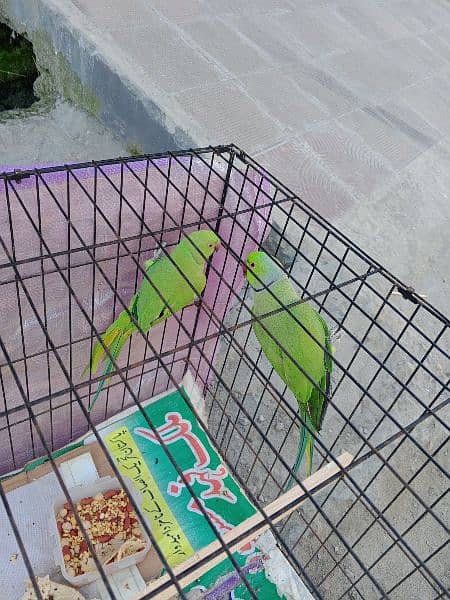 Green neck parrot full breading pair 3 year age 15000 4