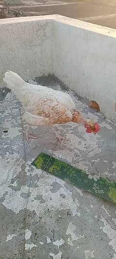 egg laying desi golden misri  hens