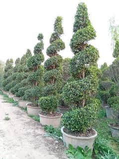 Ficus