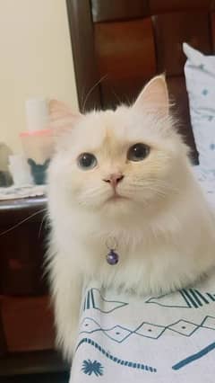 Persian Cat, Female, 1 yr 5 mon