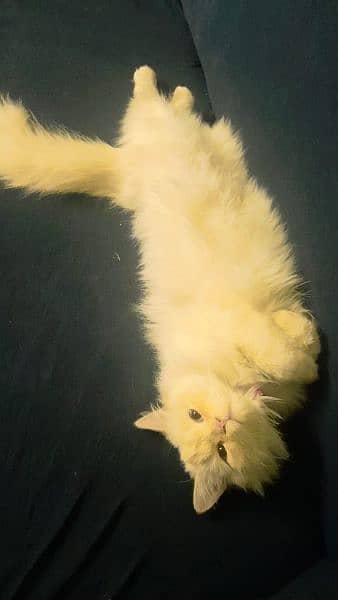 Persian Cat, Female, 1 yr 5 mon 1