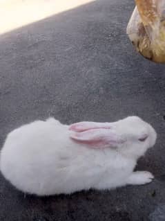 White Rabbits