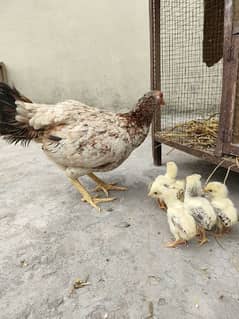 Aseel, Desi and Misri chicks. Home grown on Organic feed.