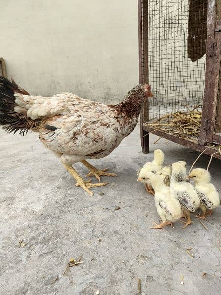 Aseel, Desi and Misri chicks. Home grown on Organic feed. 0