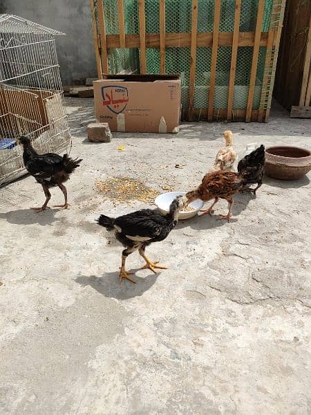 Aseel, Desi and Misri chicks. Home grown on Organic feed. 4