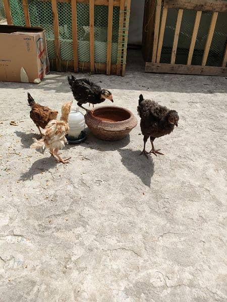 Aseel, Desi and Misri chicks. Home grown on Organic feed. 5