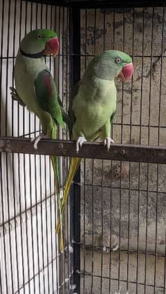 Raw parrot breeder Kashmiri parrot