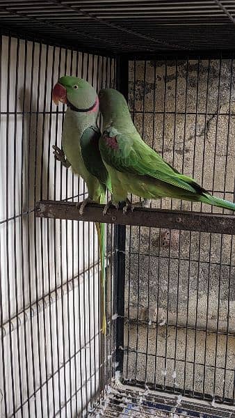 Raw parrot breeder Kashmiri parrot 1
