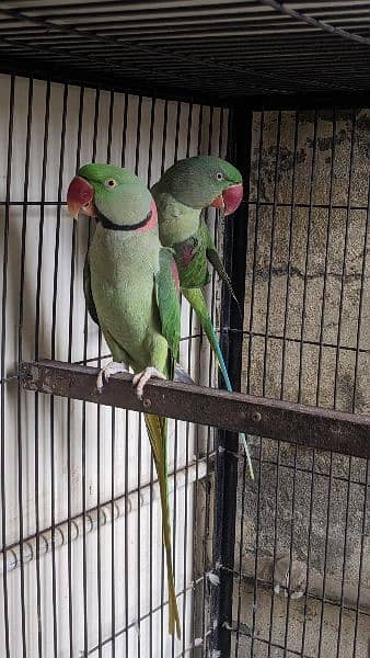Raw parrot breeder Kashmiri parrot 2