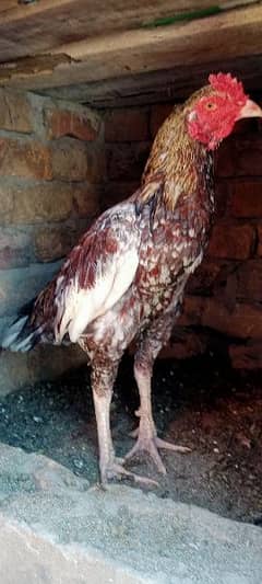 cheena rooster for sale acha murgha ha check kark L/03145485787 0