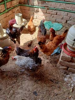 golden Misri chickens