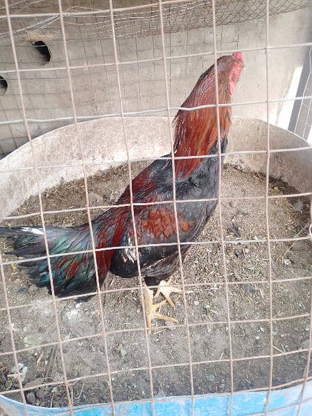 9 x Aseel chicks for sale Rs. 1100 per piece. fertile aseel eggs 1