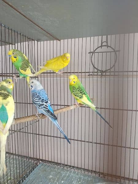 Cage with birds for sale . Reasonable price 2