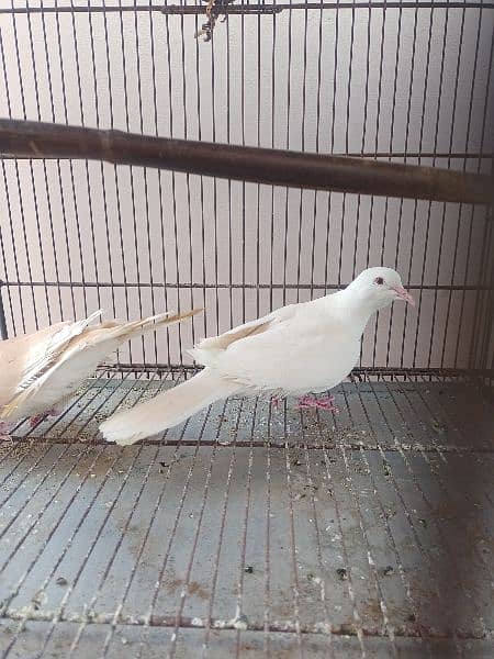 Cage with birds for sale . Reasonable price 5