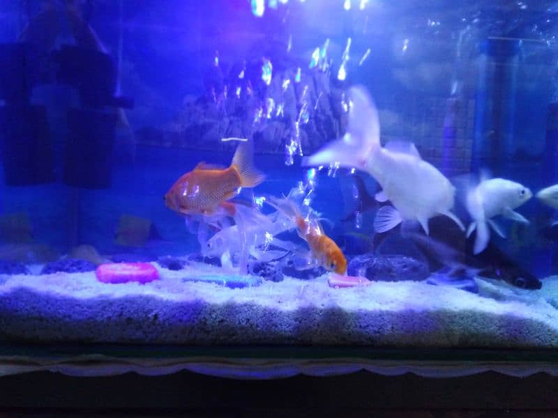 All fishes for sell 2