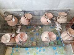 25 Finches with cage