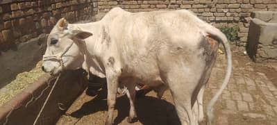 2 dant wacha best of 2024 qurbani