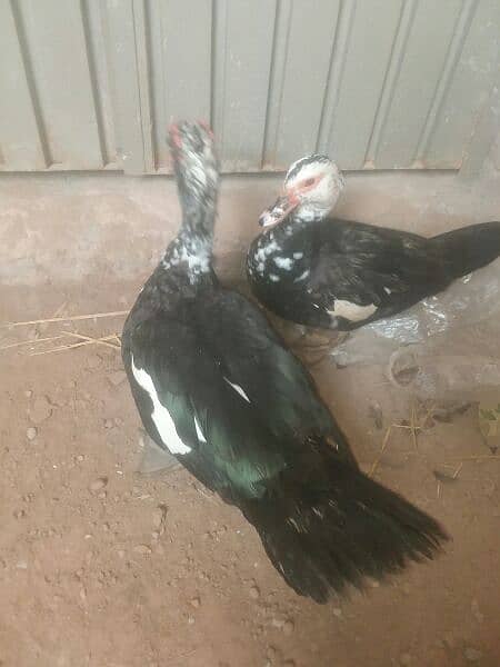 American Duck pair for sale in high quality  home breed. ando wla jora 0