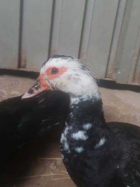 American Duck pair for sale in high quality  home breed. ando wla jora 2