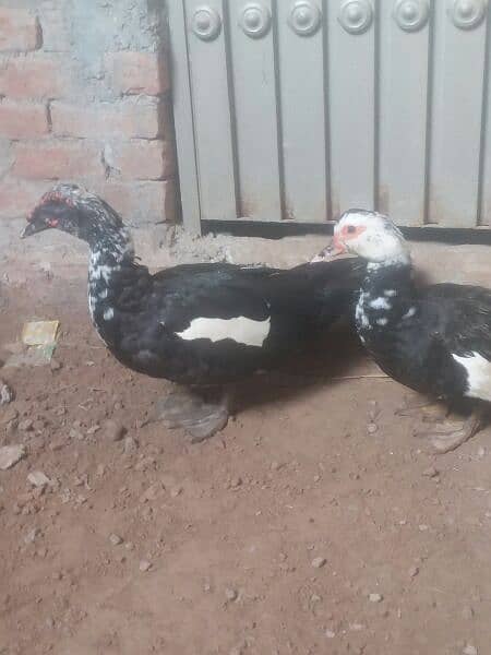 American Duck pair for sale in high quality  home breed. ando wla jora 3