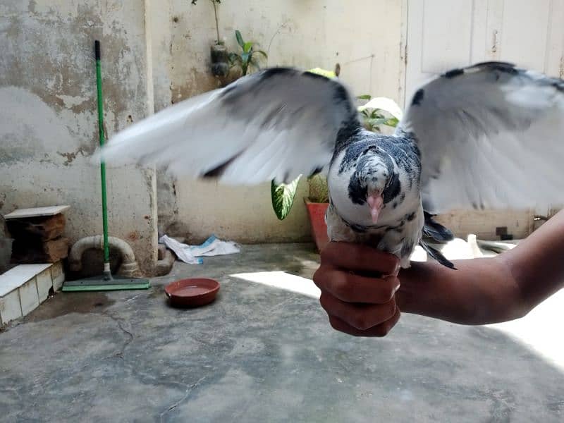 laka pigeons, kabotar 2