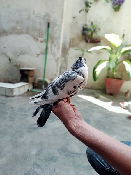laka pigeons, kabotar 9