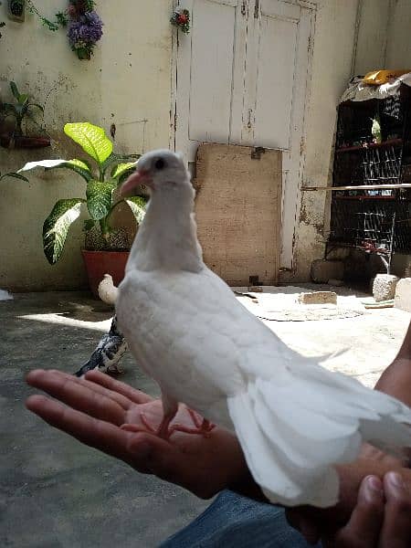 laka pigeons, kabotar 10