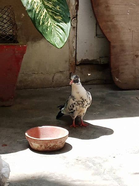 laka pigeons, kabotar 12