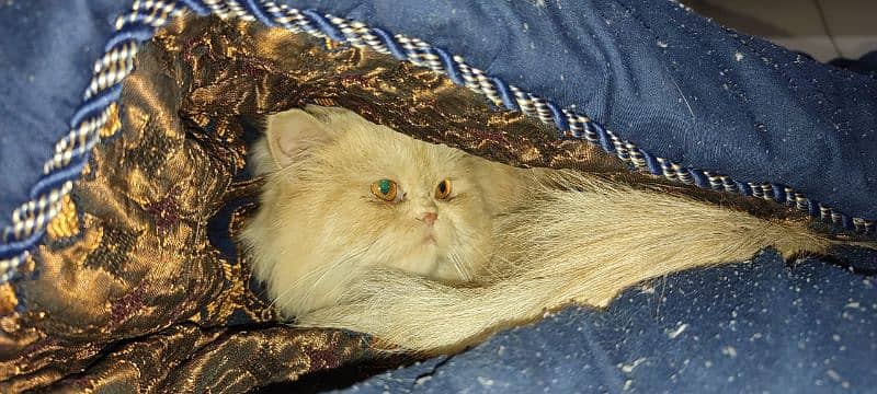 Persian triple coat golden female cat 6