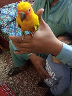 Red Factor Sunconure Pair - Hand Tamed, 1 Year Old, Healthy and Active