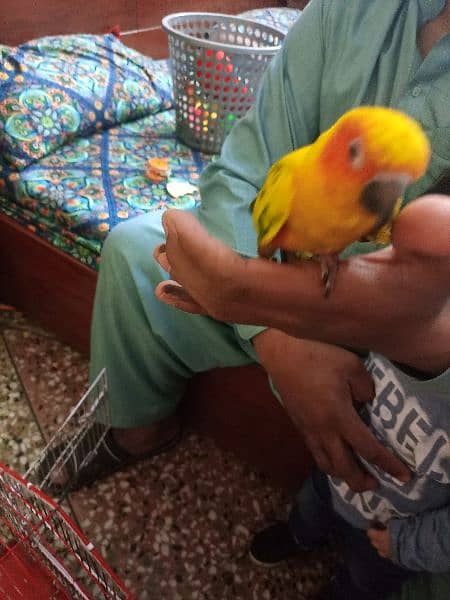 Red Factor Sunconure Pair - Hand Tamed, 1 Year Old, Healthy and Active 1