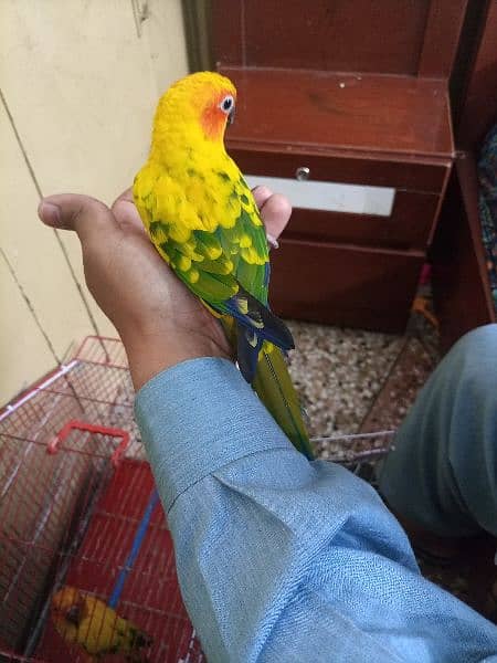 Red Factor Sunconure Pair - Hand Tamed, 1 Year Old, Healthy and Active 2
