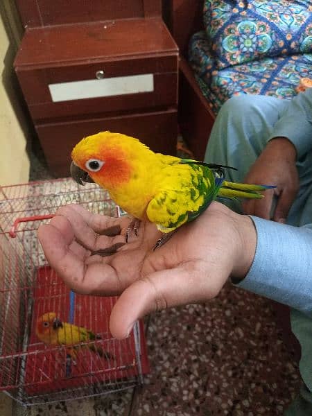 Red Factor Sunconure Pair - Hand Tamed, 1 Year Old, Healthy and Active 3