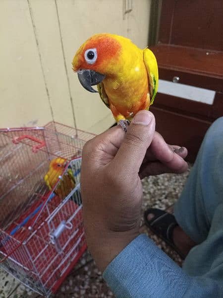 Red Factor Sunconure Pair - Hand Tamed, 1 Year Old, Healthy and Active 4