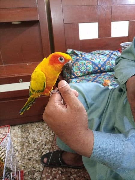 Red Factor Sunconure Pair - Hand Tamed, 1 Year Old, Healthy and Active 5