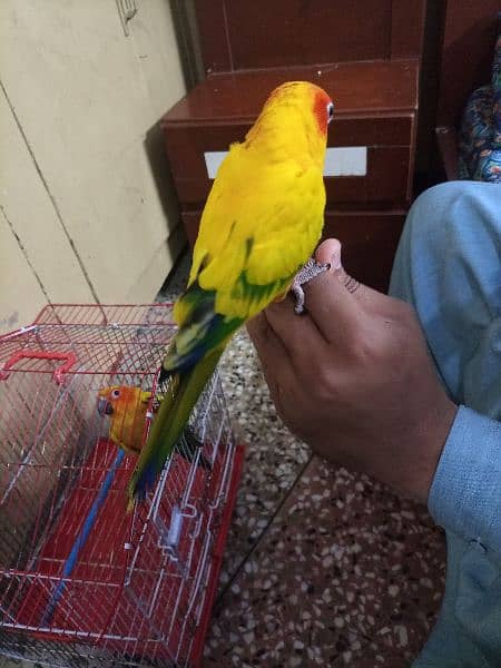 Red Factor Sunconure Pair - Hand Tamed, 1 Year Old, Healthy and Active 6
