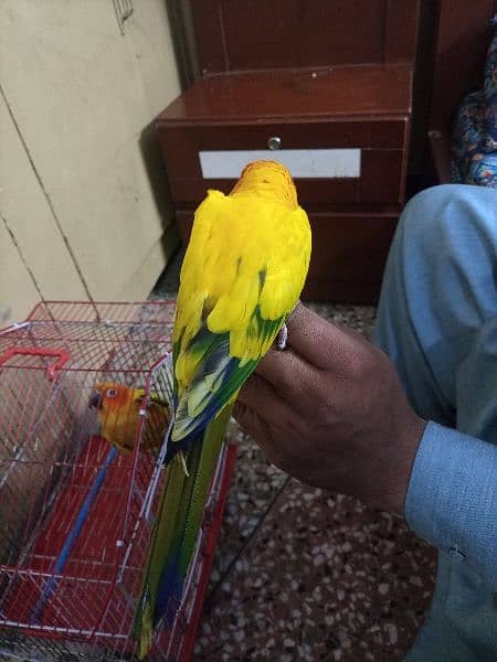 Red Factor Sunconure Pair - Hand Tamed, 1 Year Old, Healthy and Active 7