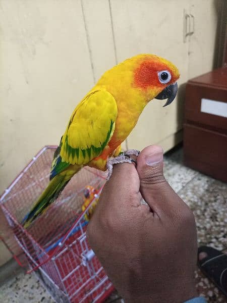 Red Factor Sunconure Pair - Hand Tamed, 1 Year Old, Healthy and Active 8