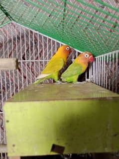 Love birds Fisher Pair in Lahore 0