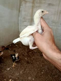 Heera Chicks/ Mianwali female/ Chicks/ Mianwali Chicks
