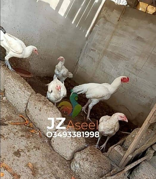 Heera Chicks/ Mianwali female/ Chicks/ Mianwali Chicks 6