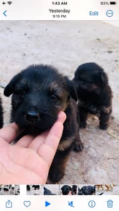 german shepherd triple count quality pups 0
