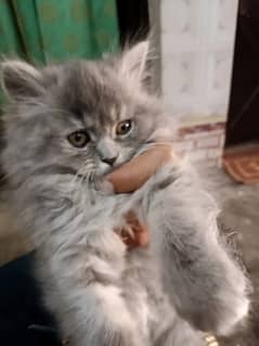 Persian triple coat kitten …