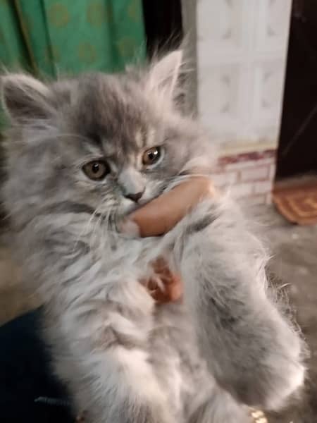 Persian triple coat kitten … 0
